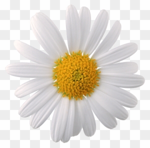 Flowers Png Images, Download Photos - Chamomile Flower Png
