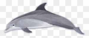 Dolphins Clip Art - Bottlenose Dolphin Looks Like