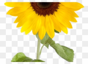 Free Free 281 Transparent Background Realistic Sunflower Svg SVG PNG EPS DXF File