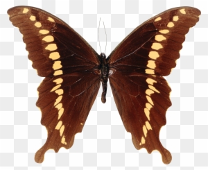 Butterfly Papilioninae Papilio Mackinnoni - Michelle Glennon - Nature 4 Canvas