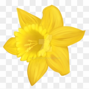 Daffodil By Notnotash - Welsh Daffodil Clip Art - Free Transparent PNG ...