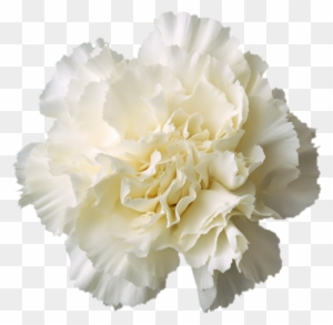 Blue Carnation Flower Download - Letter Flowers Ii 18x18 Wall Art,