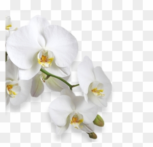 Flower - Consalnet Orchid White Flower Pattern Wallpaper Mural