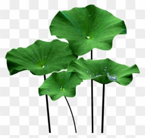 Vase Clip Art Download - Lotus Flower Leaf Png