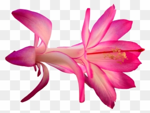 Download - Cactus Flower Png