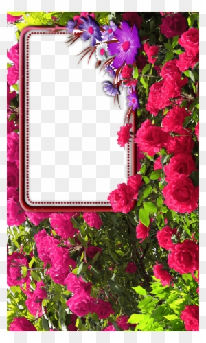 Rose Flower Frames Free Of Android Version M 1mobile - Rose Flower Photo Frame
