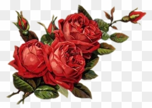 Png Rose Images, Beautiful Png Rose Images, Super - Rosas Rojas Vintage Png - Free Transparent PNG Clipart Images Download