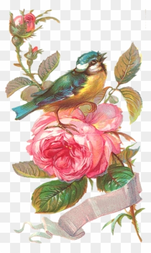 Фото, Автор Manul На Яндекс - Vintage Bird Prints Free Download