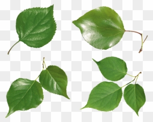 Green Leaves Png Image - Portable Network Graphics