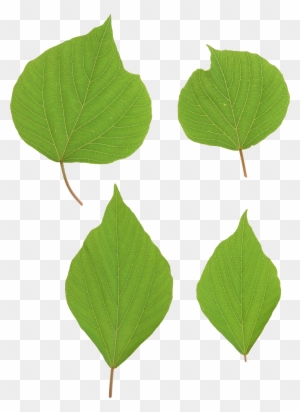 Green Leaves Png Image - Leaf