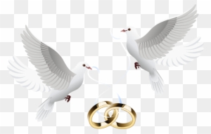 Wedding Invitation Clip Art - Wedding Dove Png