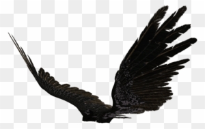 Dark Angel Clipart Transparent - Eagle Wings Side View Dark Angel Clipart Transparent - Eagle Wings Side View