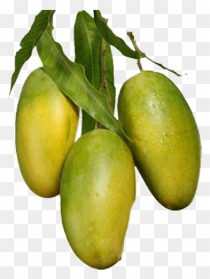 Mango - Yellow Mango Tree Png