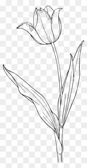 Tulip Coloring Pages - Tulip Clip Art Black And White - Free ...