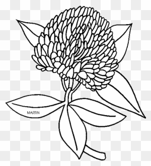 United States Clip Art By Phillip Martin, State Flower - Vermont State Flower Coloring Page