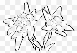 Similar Images For Edelweiss Clipart - Edelweiss Tattoo