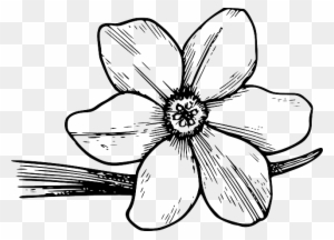 Flower, Bloom, Plant, Nature, Dogwood, Petals, Botany - Violet Flower Coloring Page