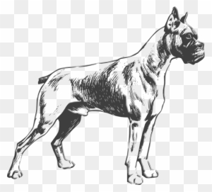 Outline Drawings Of Dogs - Boxer Dog Vector