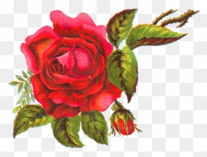 The Big Red Rose Is Surrounded By Bright Leaves, Parts - Garden Roses