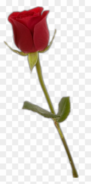 Single Red Rose Png