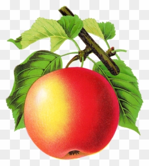Digital Vintage Apple Clipart Downloads - Vintage Fruits Free Clip Art ...