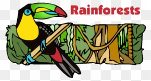 Greenwich And Stow Creek Students, From Kindergarten - Amazon Rainforest Clip Art