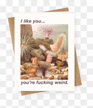 I Like You You're F***ing Weird Greeting Card - Vintage Sea Anemones Square Car Magnet 3" X 3"