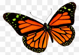 Изображение Для Плейкаста - Circle Of Life: Life Cycle Of A Butterfly