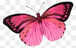 Get Purple And Green Butterfly Tattoo Pics