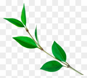 Зеленое Растение, Green Plant, Grüne Pflanze - Tea Leaf Png