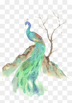 Bird Watercolor Painting Illustration - Water Color Peacocks Png