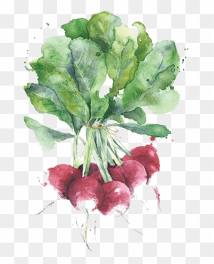 Watercolor Painting Vegetables