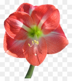 Imagen De Flor Sin Fondo