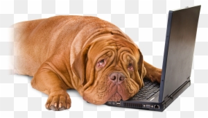 It's Time To Get Leaddog On Your Team If - Dog On Computer Png