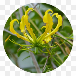Honeysuckle ஆம்பல் மலர் Flame Lily Vine Plant Stem - Fire Lilies Honeysuckle ஆம்பல் மலர் Flame Lily Vine Plant Stem - Fire Lilies