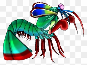 Peacock Mantis Shrimp By Thunderousabsurdity - Peacock Mantis Shrimp Drawing