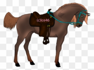 Image N I G H T S T A R - Sorrel