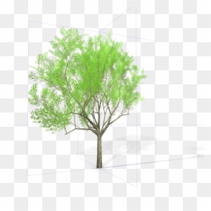 22 Eucalyptus Crebra Tree Royalty-free 3d Model - Tree