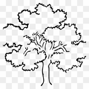 white oak tree drawing