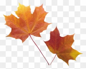 Autumn Png Leaf - Fall Leaves Transparent Background