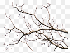 Dead Tree Branch With Transparent Background Png - Tree Branch Transparent Background