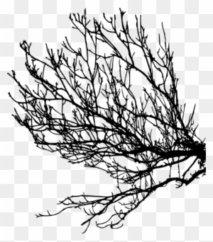 Free Png Tree Branches Silhouette Png Images Transparent - Portable Network Graphics