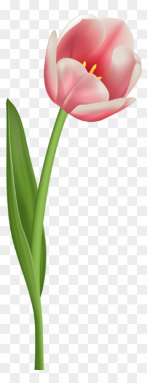 Open Tulip Transparent Png Clip Art Image - Open Tulip Png