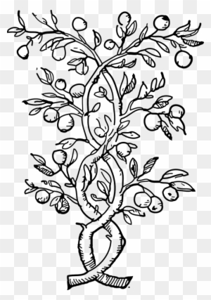 Plants Climbers Vines Black And White Leaves Stems - Olive Tree Coloring Pages