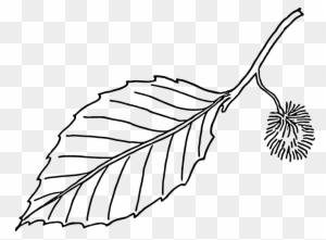 Clipart - Leaves - Black - And - White - Beech Leaf Outline