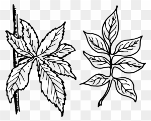 Tree Leaves Leaves Botany Plant - Simple Vs Complex Leaves