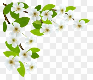 White Spring Branch Png Clipart Image - Branch Png Clipart