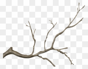 Wg-24 - Real Tree Branch Png