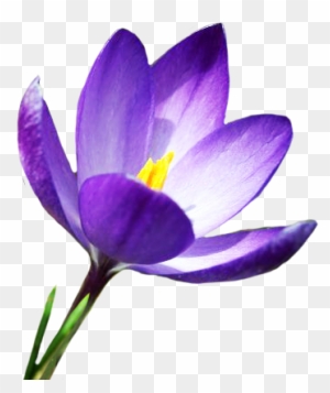 Blue Crocus In Spring - Early Spring Flowers Clipart