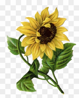 This Site Contains All Info About Vintage Sunflower - Sunflower Illustration